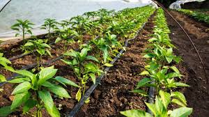 In den töpfen stehen den wurzeln nur begrenzt raum und nährstoffe zur verfügung. Gewachshaus Diese Pflanzen Fuhlen Sich Hier Im Mar