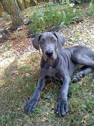 Blue Great Dane Puppy By Shannon Keavy Great Dane Dogs Great Dane Puppy Blue Great Dane Puppies