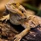 Reptile Weekend