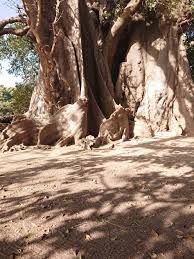 Kapok tree in Abene, Senegal, Africa