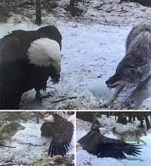 Bald Eagle Size Vs Grey Wolf Caught On Trail Cam Bald Eagle Bald Eagle Size Animals