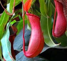 Check spelling or type a new query. Pitcher Plant Rainforest Plants Amazon Rainforest Plants Plants