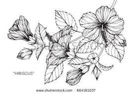 Hibiscus Flowers Drawing And Sketch With Line Art On White Backgrounds Hibiscus Drawing Hibiscus Flower Drawing Flower Drawing