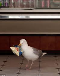 Bandit Bird The Shoplifting Seagull That Is So Prolific One Bakery Has Hired A Bouncer Bird Animal Antics Seagull