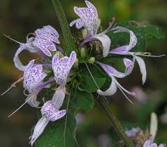 Image result for Hypoestes triflora