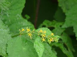 Image result for Triumfetta pentandra