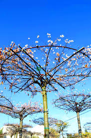 Maybe you would like to learn more about one of these? Weeping Cherry Tree Weeping Higan Cherry Autumnalis Umbrella Tetto Shaped Prunus Subhirtella Autumnalis Umbrella Tetto Shaped Rosaceae Sms Marmara Group