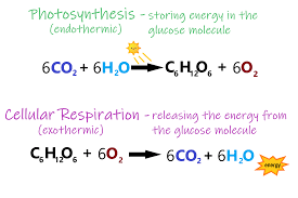 Do you know a little more? Is Gluecose A Product Of Photosynthesis Is Used To Generate Atp Quizlet Whs Biology Photosynthesis Flashcards Quizlet How Many Atp Molecules Are Made From One Single Glucose Molecule Please Subscribe