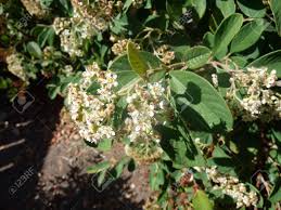 Besetzt mit vielen roten beeren. Parney S Cotoneaster Cotoneaster Lacteus Immergruner Strauch Mit Blattern Dunkelgrun Weiss Unten Weissen Cluster Von Bluten Und Roten Beeren Lizenzfreie Fotos Bilder Und Stock Fotografie Image 30255507