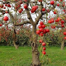 Everything else is created by hand. Apple Tree Quotes Quotesgram