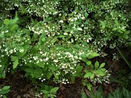 Image result for Vaccinium stanleyi