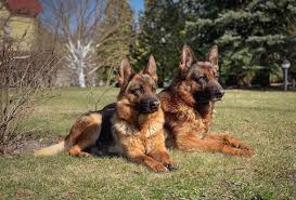In this article, we've covered all the best dog names meaning protector to help you find the perfect name for your pooch. 31 Dog Names Meaning Protector The Paws