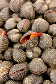 Most recipes steamed or stir fried except one which… Fresh Blood Cockles For Sale At A Market Stock Photo Picture And Royalty Free Image Image 24814090