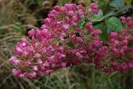 Image result for Gaertnera paniculata