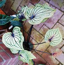 Calladium Caladium Plants Variegated Plants