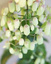 Kalanchoe Magic Bells Flower Pots House Plants Plants