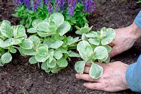 Image result for Coleus rhodesianum