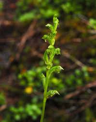Image result for Gastrodia rwandensis