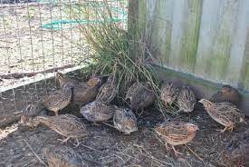 Plant Grasses And Low Bushes In The Quail Pen Quail Are Ground Birds Who Like To Hang Out In Tall Grass And Under Scrubby Bushe Quail Coop Raising Quail Quail