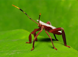 Image result for leaf-footed bug nymphs