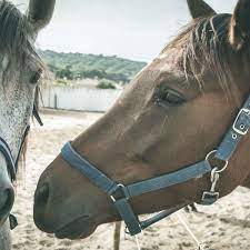 A tattoo is a form of body modification where a design is made by inserting ink, dyes, and/or pigments, either indelible or temporary, into the dermis layer of the skin. Identification Lip Tattoos For Racing Horses