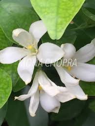 Image result for Jasminum stenolobum