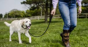 We did not find results for: How To Stop Your Dog Pulling On The Lead Blue Cross