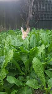 Pin By Liliane On Tiere Im Garten Animals Animals Beautiful Cute Baby Animals