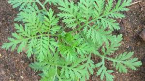 Mimo to, że nie każde ukąszenie jest groźne, ostatnio notuje się coraz więcej przypadków chorób odkleszczowych. Wdvlivff0e Kqm