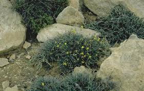 Image result for Argyrolobium fischeri