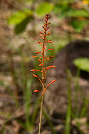 Image result for Aloe ballii