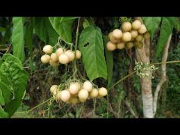 Image result for Cayratia