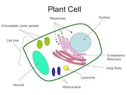 After a cell divides, a nucleolus is formed when chromosomes are brought together into nucleolar organizing regions. Parts Of A Cell What Are The Functions Of Cell Organelles Ppt Video Online Download