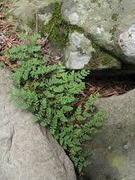 Image result for Cheilanthes