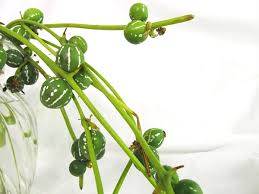 Image result for Diplocyclos