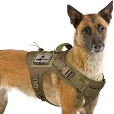 Съдба Бързо като светкавица пораснал collier chien police - zartsprod.org