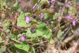 Image result for Commicarpus