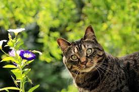 And this pollen can easily be swallowed by cats (and dogs) by licking their paws and fur. Plants Poisonous To Cats Flowers Poisonous To Cats Vets Now