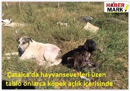 Catalca Da Hayvanseverleri Uzen Tablo Onlarca Kopek Aclik Icerisinde Son Dakika Ve Guncel Haberler Kopek Hayvan Tablolar