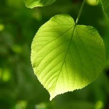 265 likes · 361 talking about this. 5 Fungsi Daun Pada Tumbuhan Ternyata Miliki Peran Penting Citizen6 Liputan6 Com