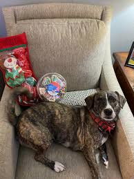 I think Coffee enjoyed his first Christmas with us! We sure enjoyed it with  him!