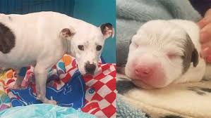 Dream house rescue cincinnati, oh rescues strays and shelter dogs at risk for euthanasia facebook petfinder/adoptable dogs. 5 Puppies Die After Dog Abandoned While Giving Birth Ohio Animal Shelter Says