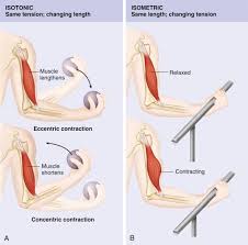 It's in this layer that a muscle receives its signal from the brain to move. Muscle Isometric Contraction An Overview Sciencedirect Topics