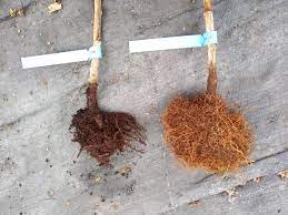 When installed, it will allow you to read and write files on the raspberry pi root partition. Ruth D Urban Jackson On Twitter Spot The Phytophthora Root Rot Longcane Raspberry Growers If You Re Able To Pull This Year S Old Floricane Out The Ground With Relative Ease Watch Out Healthy Plant Left