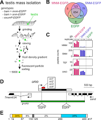 Your job is to draw a line to make the glass filled up with liq. Chromosome Separation During Drosophila Male Meiosis I Requires Separase Mediated Cleavage Of The Homolog Conjunction Protein Uno