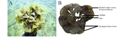 The cape rachado lighthouse (malay: Padina Australis Hauck A Its Distribution On A Coral Reef At Cape Download Scientific Diagram