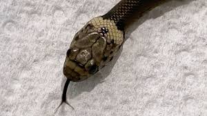 Want to play snake games? Sydney Man Finds Snake In Lettuce Bought At Supermarket Ctv News