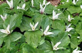 I cannot imagine late winter and spring without their symmetry of threes: Chilled Plant Gets Better With Age Otago Daily Times Online News