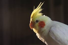 Instructions contain several pictures, but no useful directions. Cockatiel Colour Genetics Wikipedia