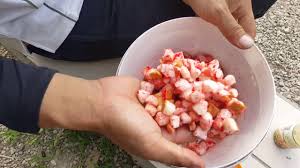 Salah satu ikan yang menjadi buruan pemancing mania ialah ikan gurame. Cara Buat Umpan Ikan Patin Roti Youtube